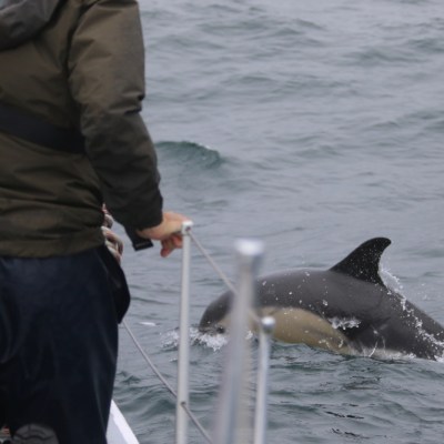 People on a boat observing a swimming dolphin in the ocean.