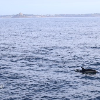 Dolphin swimming in ocean near kayakers and distant coastline.