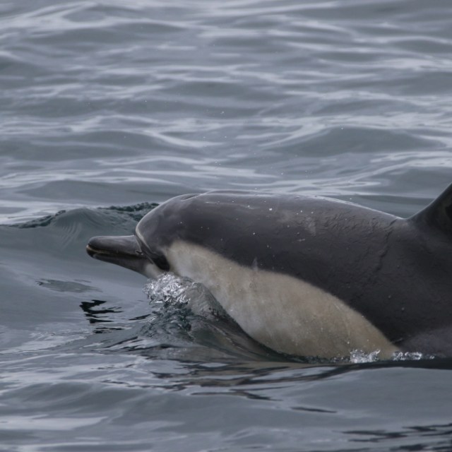 A dolphin swimming and surfacing in the ocean.
