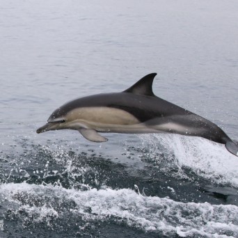 Dolphin leaping out of the water with ocean background.