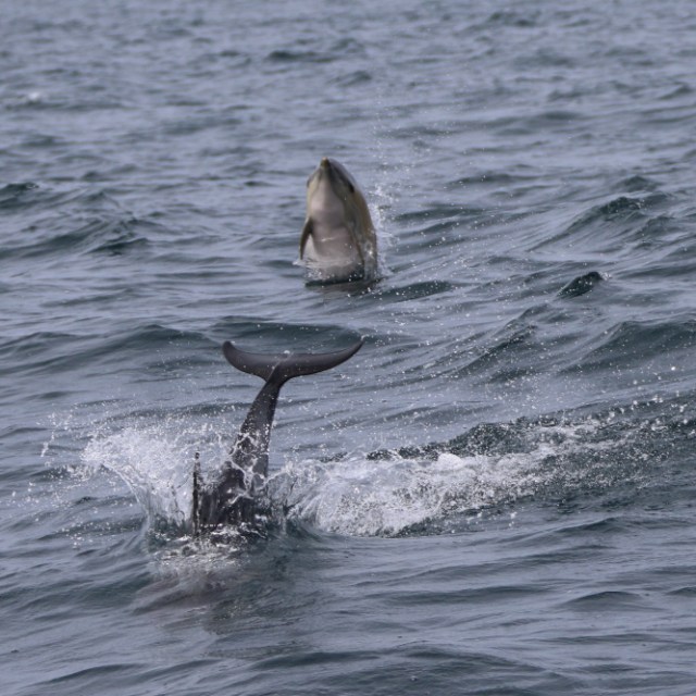 Two dolphins swimming and jumping in the ocean waves.
