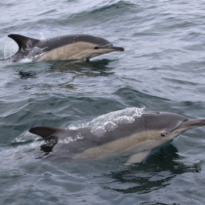 Two dolphins swimming near the ocean surface.
