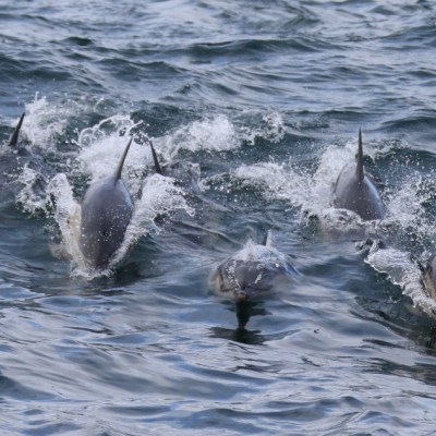 Group of six dolphins swimming in the ocean.