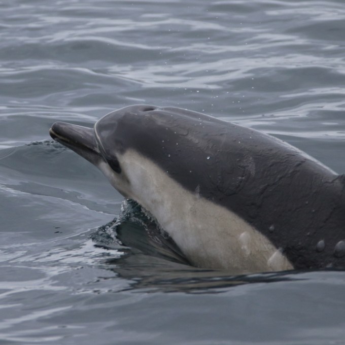 Dolphin partially emerges from ocean water.