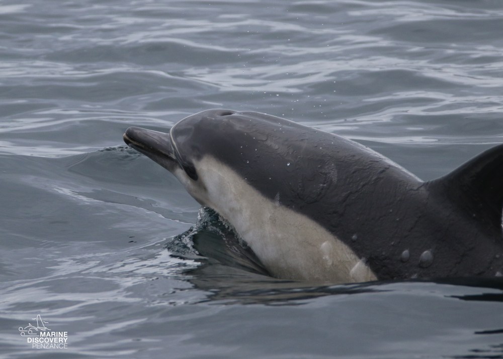 Dolphin partially emerges from ocean water.