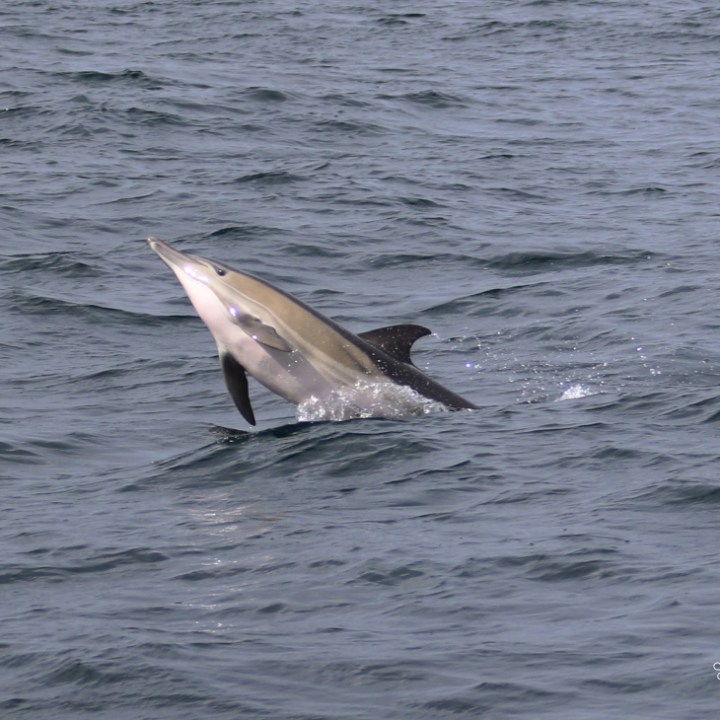 Dolphin leaping out of the ocean.