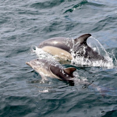 Two dolphins swimming in the ocean, one partially submerged.