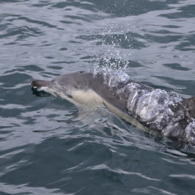 Dolphin swimming in the ocean with water splashing over its back.