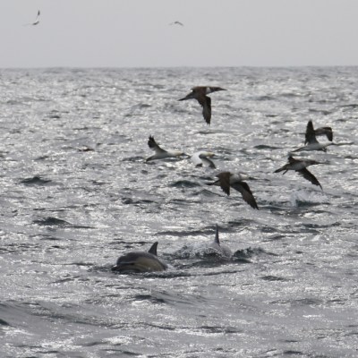 Dolphins swimming in the ocean with birds flying above.