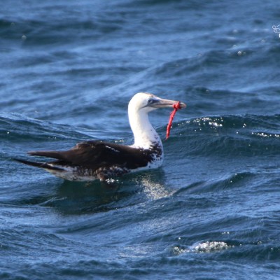 A bird on wavy water with a red object in its beak.