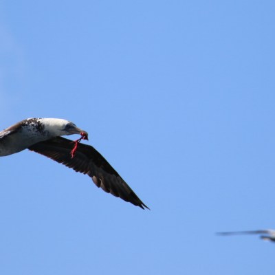 Two seabirds flying in a clear blue sky.