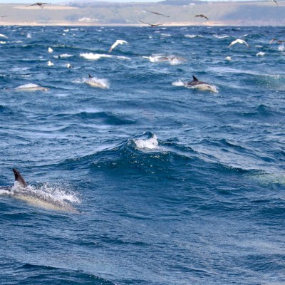 Dolphins swimming in wavy ocean with seagulls flying above.