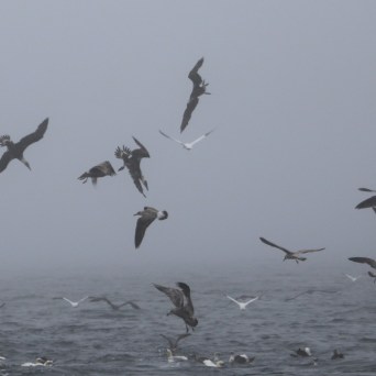 Flock of seabirds flying over a foggy ocean surface.