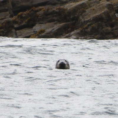Seal head emerging from waves near rocky shore