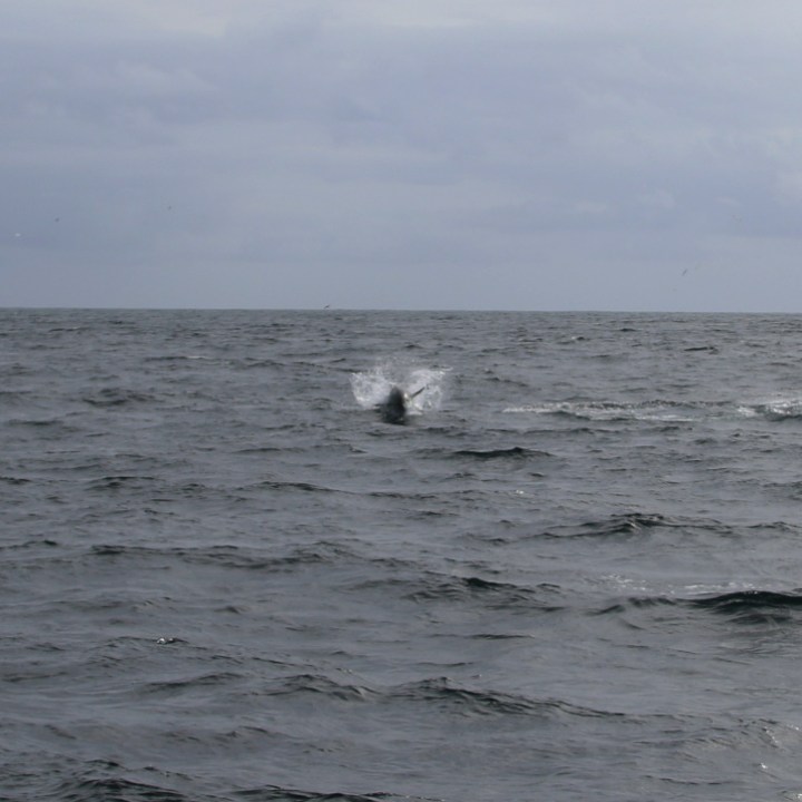blue-fin tuna