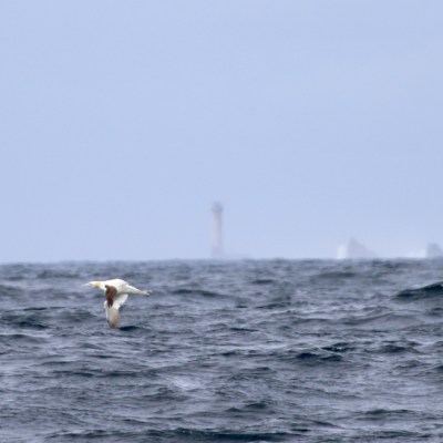 Bird flying over choppy sea with distant lighthouse on horizon.