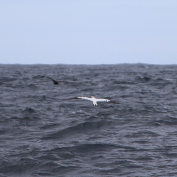 Two birds flying over a vast ocean under a clear sky.