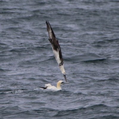 Bird diving and another swimming in the ocean waves.