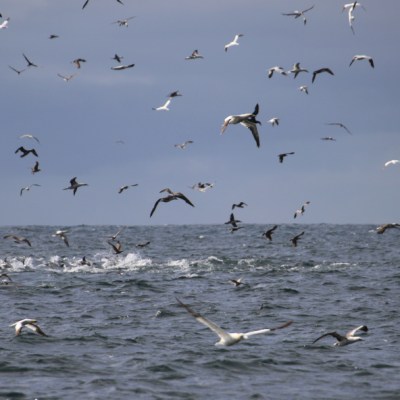 Numerous seabirds flying over ocean waves under cloudy sky.
