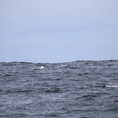 Seagull flying above choppy grey ocean under cloudy sky.