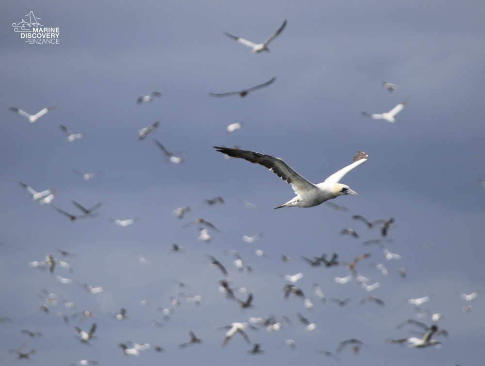Flock of seabirds flying against a cloudy blue sky.