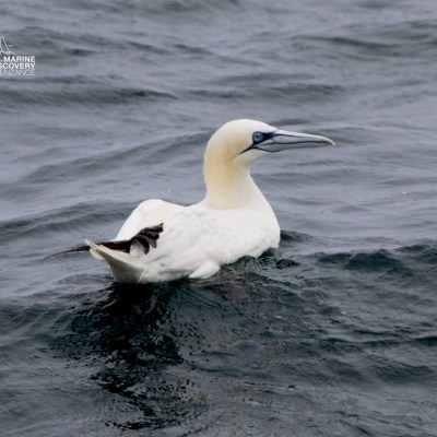 A white seabird with a long beak floats on dark ocean waters.