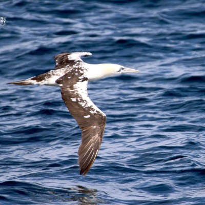 Seabird flying over ocean waves with white head and mottled brown wings.