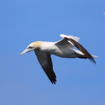 A gannet bird flying against a clear blue sky.