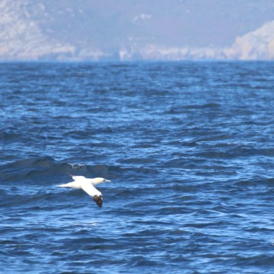 Bird flying low over ocean with distant rocky coastline.