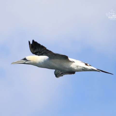 A large seabird soaring in a clear sky with wings outstretched.