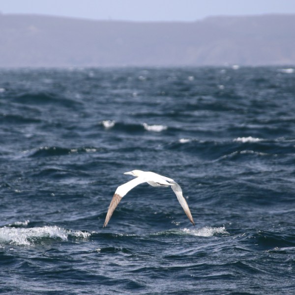 Gannet