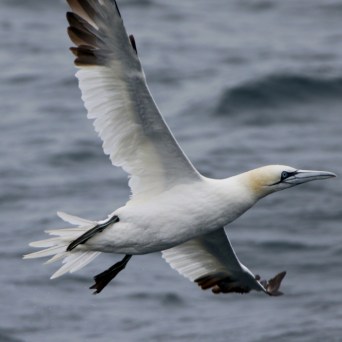 A seabird with outstretched wings flying over the ocean.