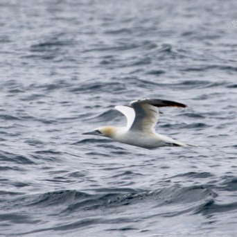 Seagull flying over ocean waves.