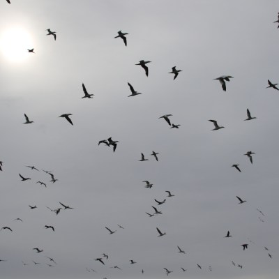 Many birds flying against a cloudy sky with the sun visible.