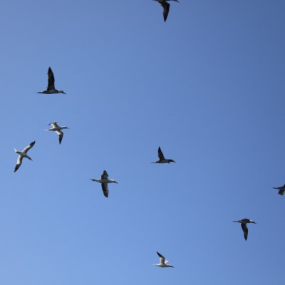 Flock of birds flying against a clear blue sky.