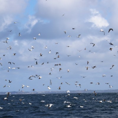 Flock of birds flying over the ocean under a cloudy sky.
