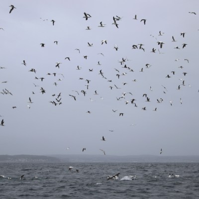 Numerous seabirds flying above ocean on a cloudy day.
