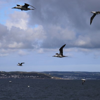 Seabirds flying over the ocean with cloudy sky and distant shore.