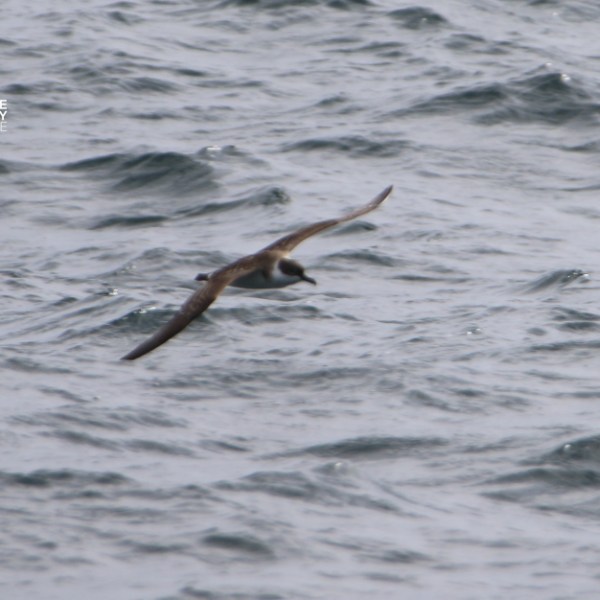 Bird flying over wavy ocean surface.