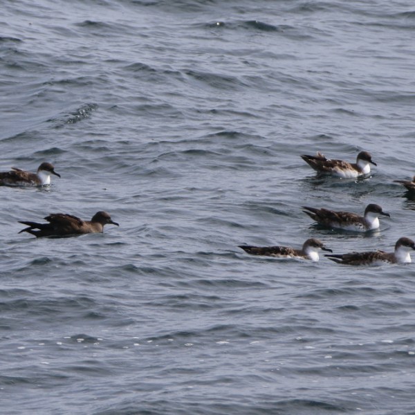 Group of seabirds floating on the ocean surface.