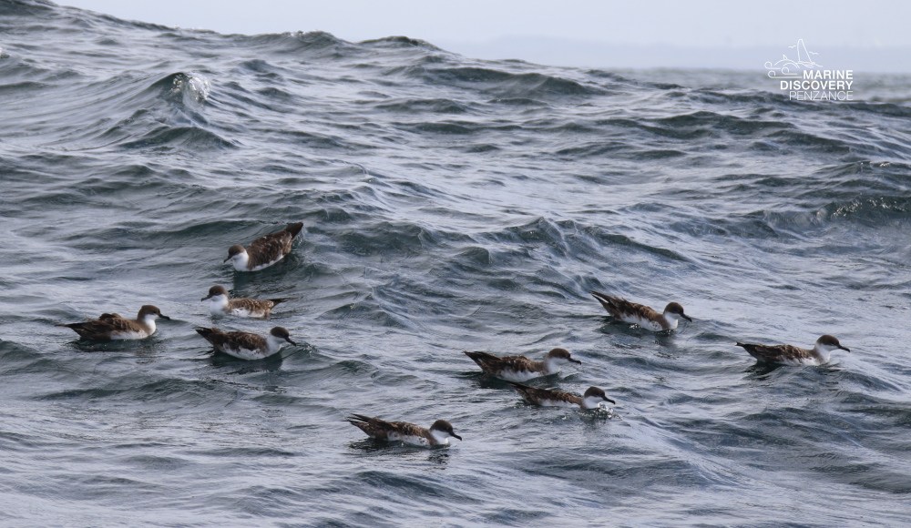 Flock of seabirds floating on choppy ocean waves.
