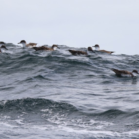 Group of seabirds floating on ocean waves under a cloudy sky.