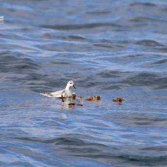 Seabird on ocean surface near floating seaweed.