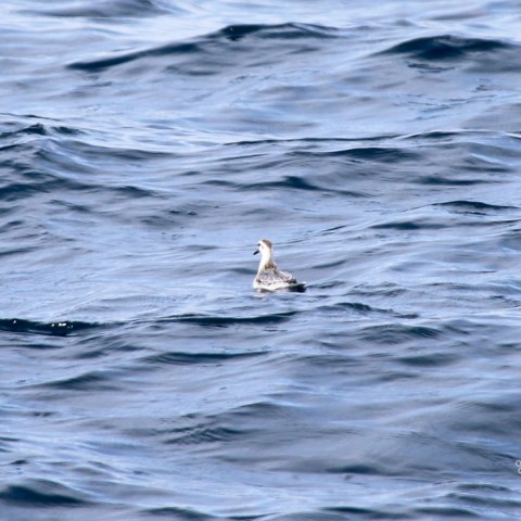 Small bird floating on wavy ocean surface with soft light reflections.
