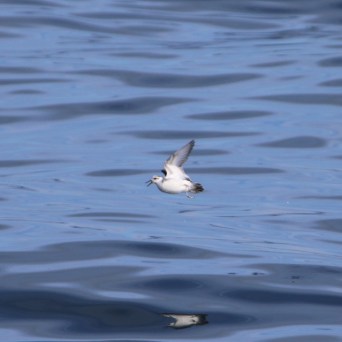 Bird flying over rippling water surface with fish in its beak.