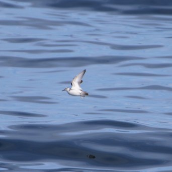 Bird flying over calm blue ocean water.