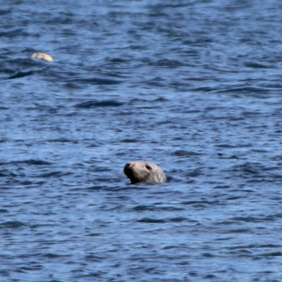 Seal peeking above water surface in a blue ocean scene.