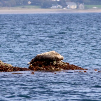 Seal resting on a small rocky island in the sea.