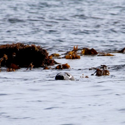 Seal peeking above water near seaweed in the ocean.
