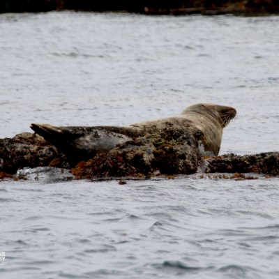 Seal resting on rocky outcrop in the sea.